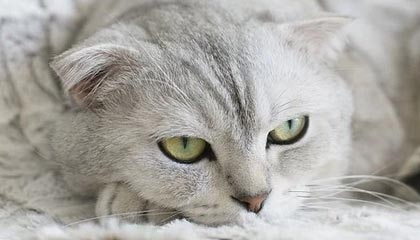 开云网页版-CBA新政策公布，备战备受关注，cba新政2020