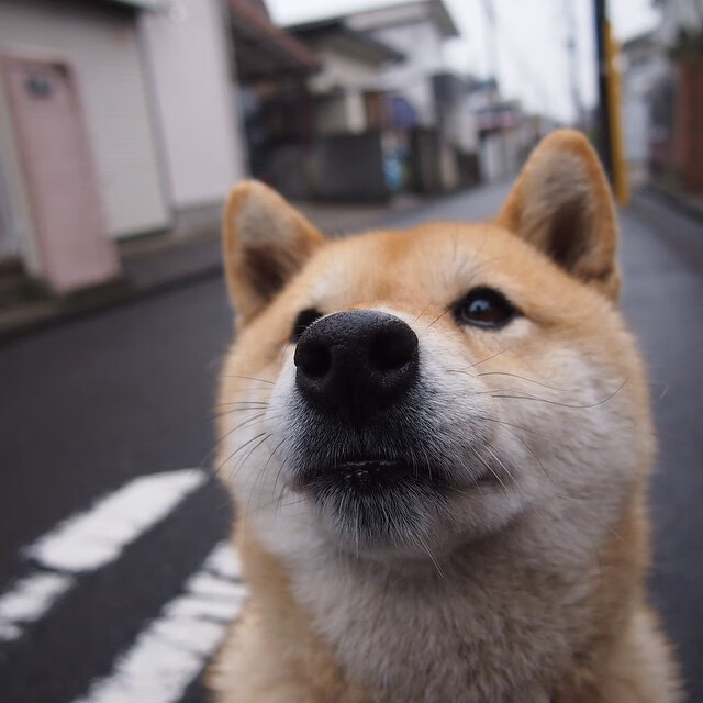开云首页登录-LPL海外粉丝群体不断扩大中文解说走向世界，英雄联盟国外解说视频