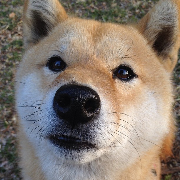LPL海外粉丝群体不断扩大中文解说走向世界,英雄联盟国外解说视频