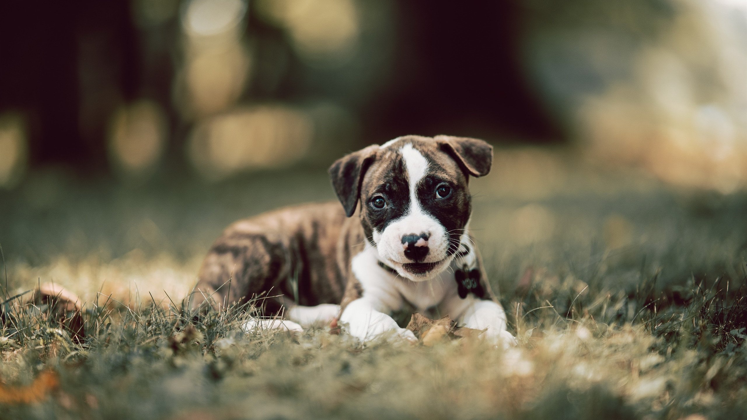 开云体育视频直播-五大联赛争四大战是否比争冠更为激烈，五大联赛还是四大联赛