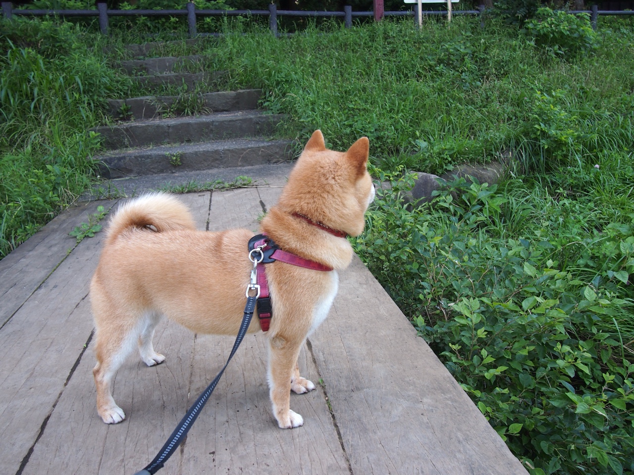 分段数据揭示澳女队战术层次，澳中部女联篮球