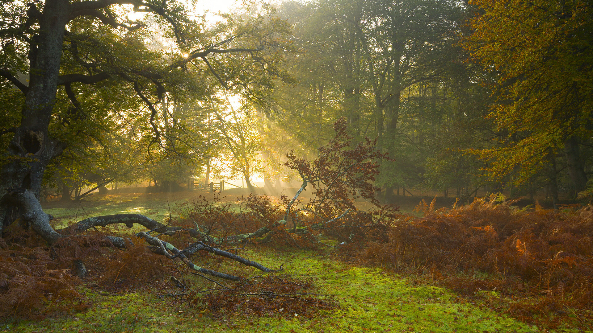 国家队新秀表现亮眼备战奥运预选赛信心十足，新一期国家队