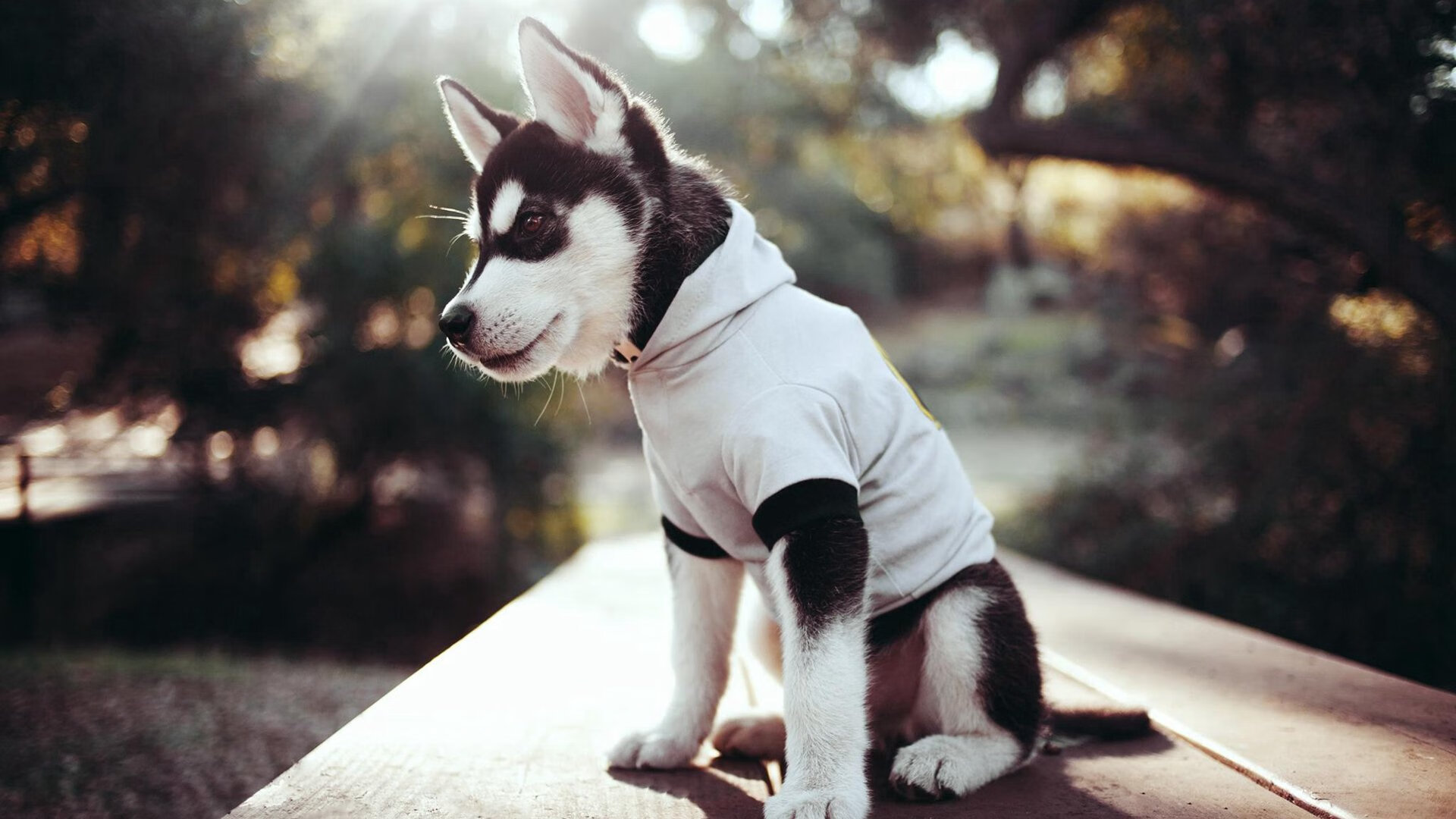 库里光芒再耀三分雨下不停,库里三分解说