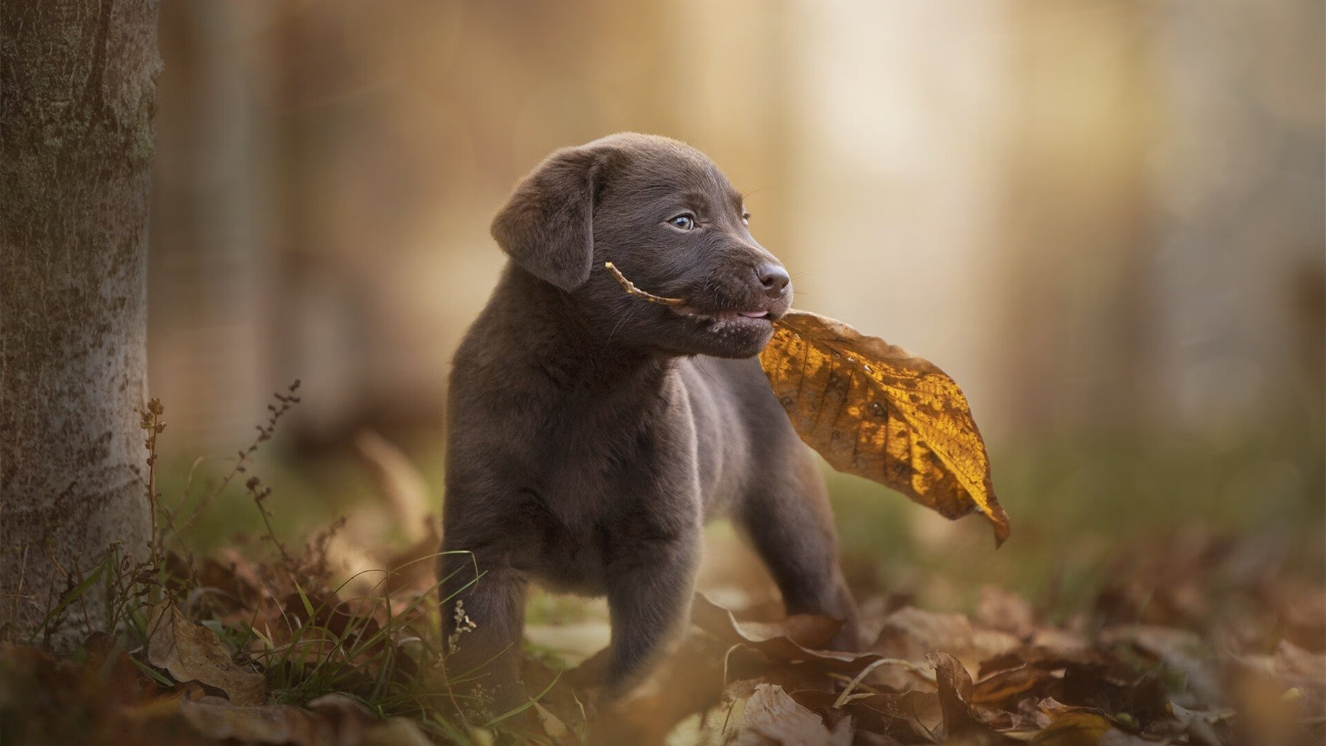 掩护后的持球人节奏选择影响出手稳定性，篮球后掩护