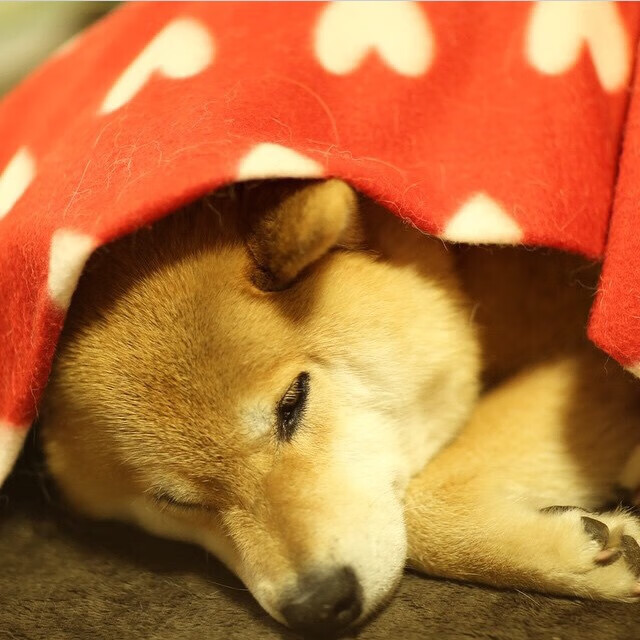 滑雪学校冬训营覆盖更多偏远地区,滑雪集训营