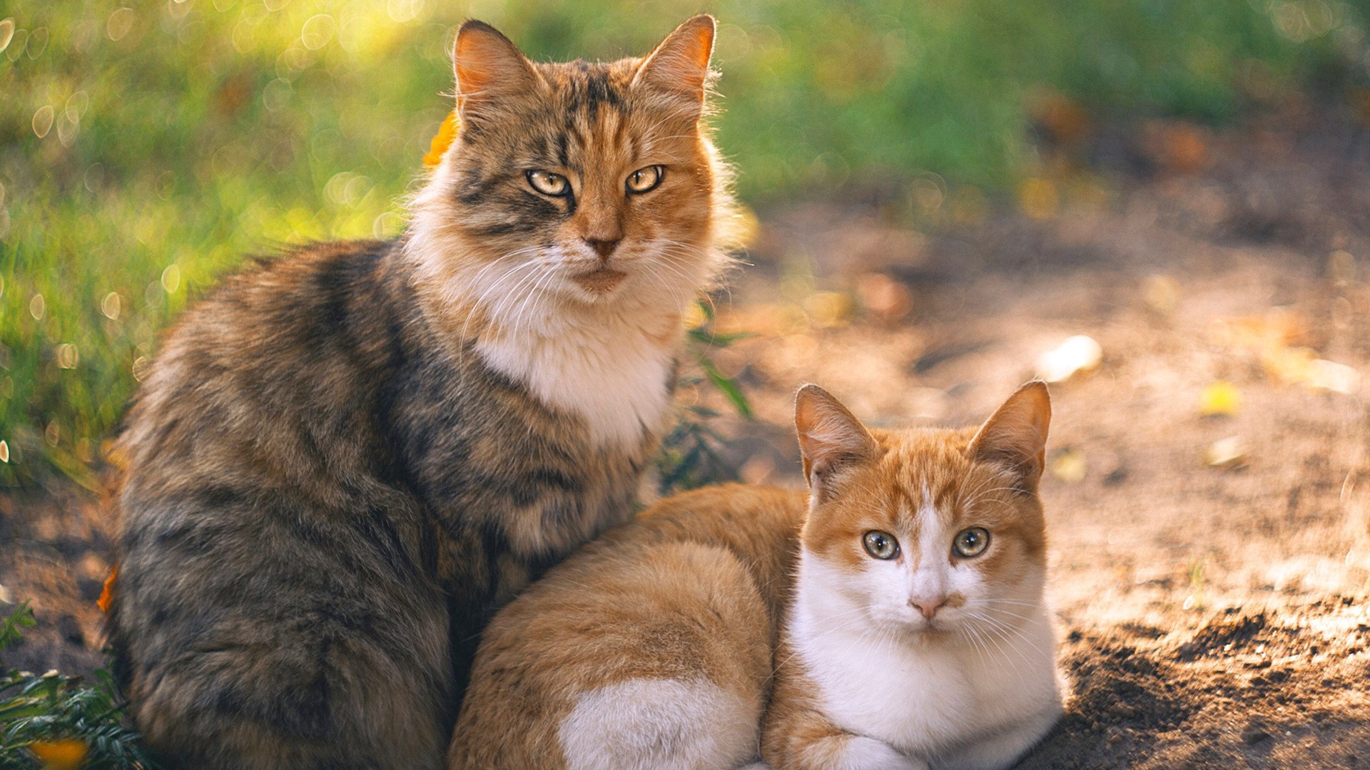 开云体育中国官网-世界杯奇迹逆转：英雄崛起书写奇迹！，世界杯瞬间