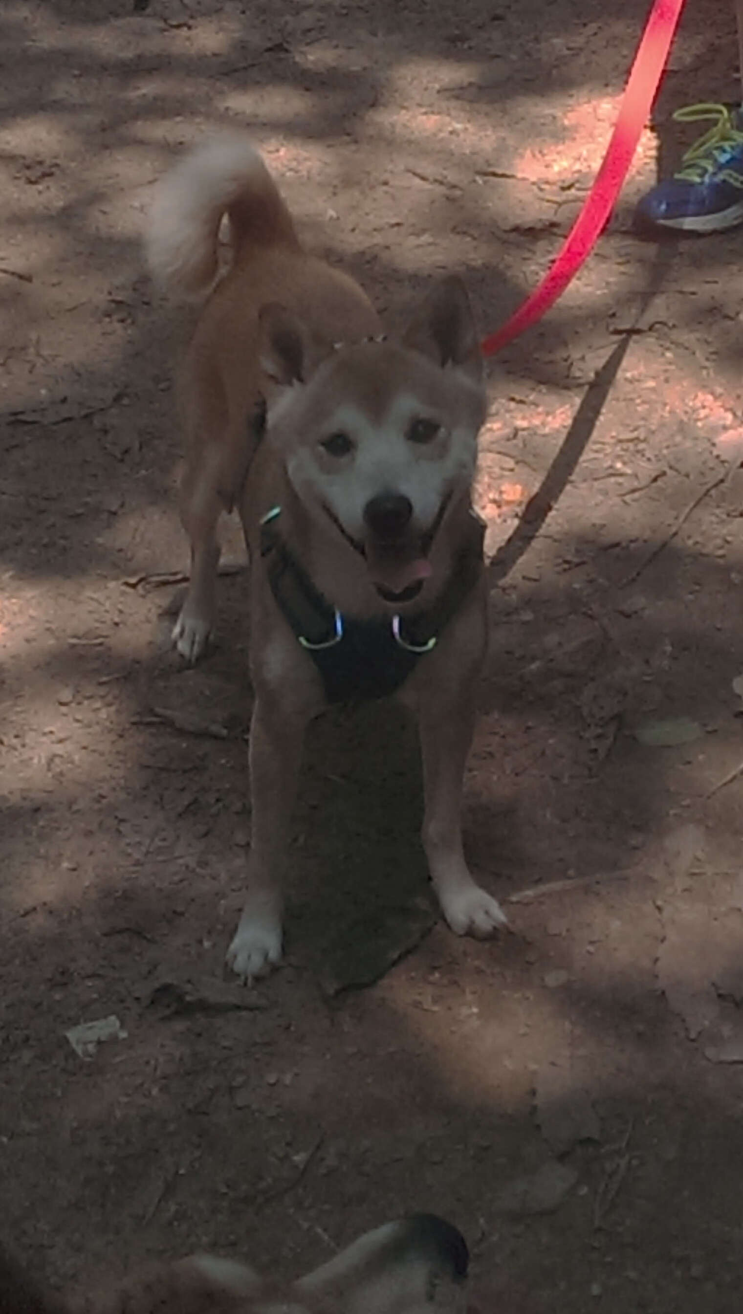 开云官方网站-世界杯裁判争议：比赛中的燃点与反思，世界杯 裁判