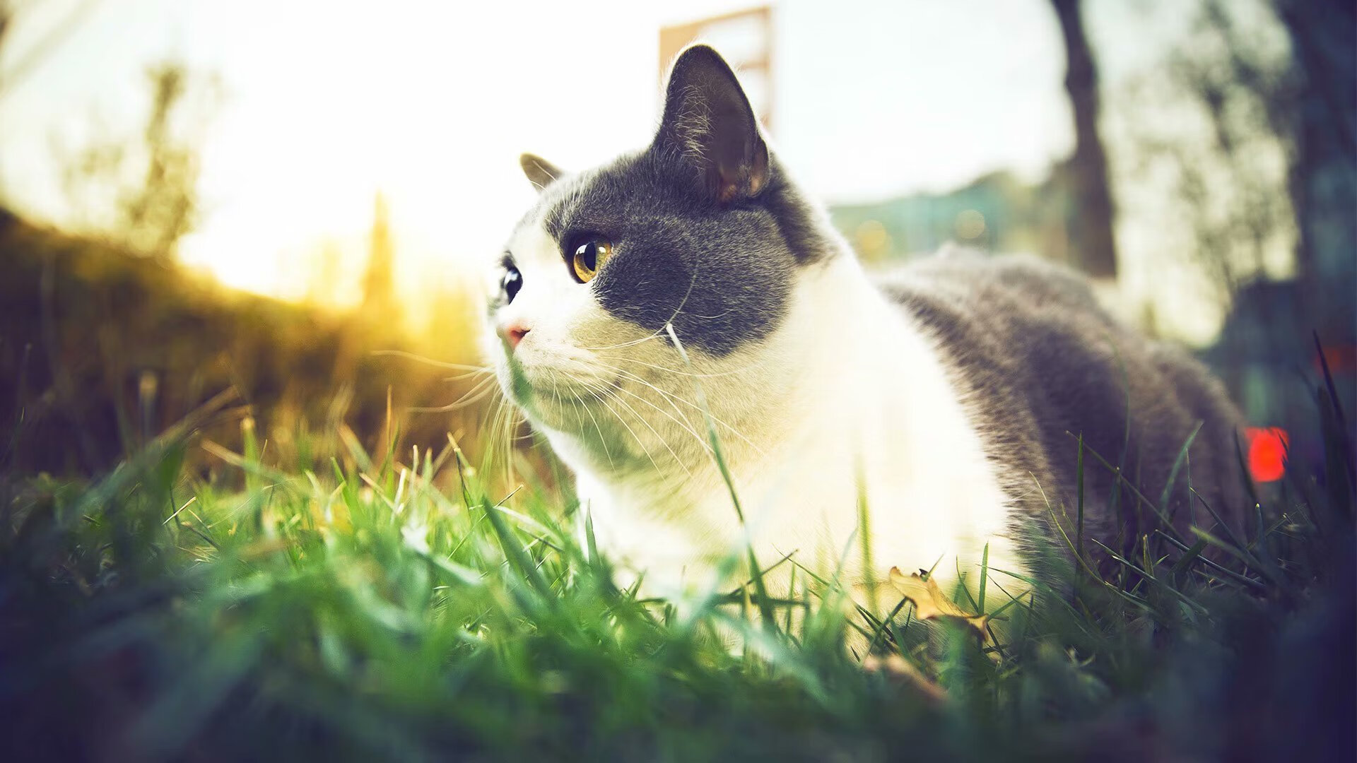 乌干达女篮在非洲锦标赛中持续突破，迎来新一轮崛起，乌干达篮球全国联赛