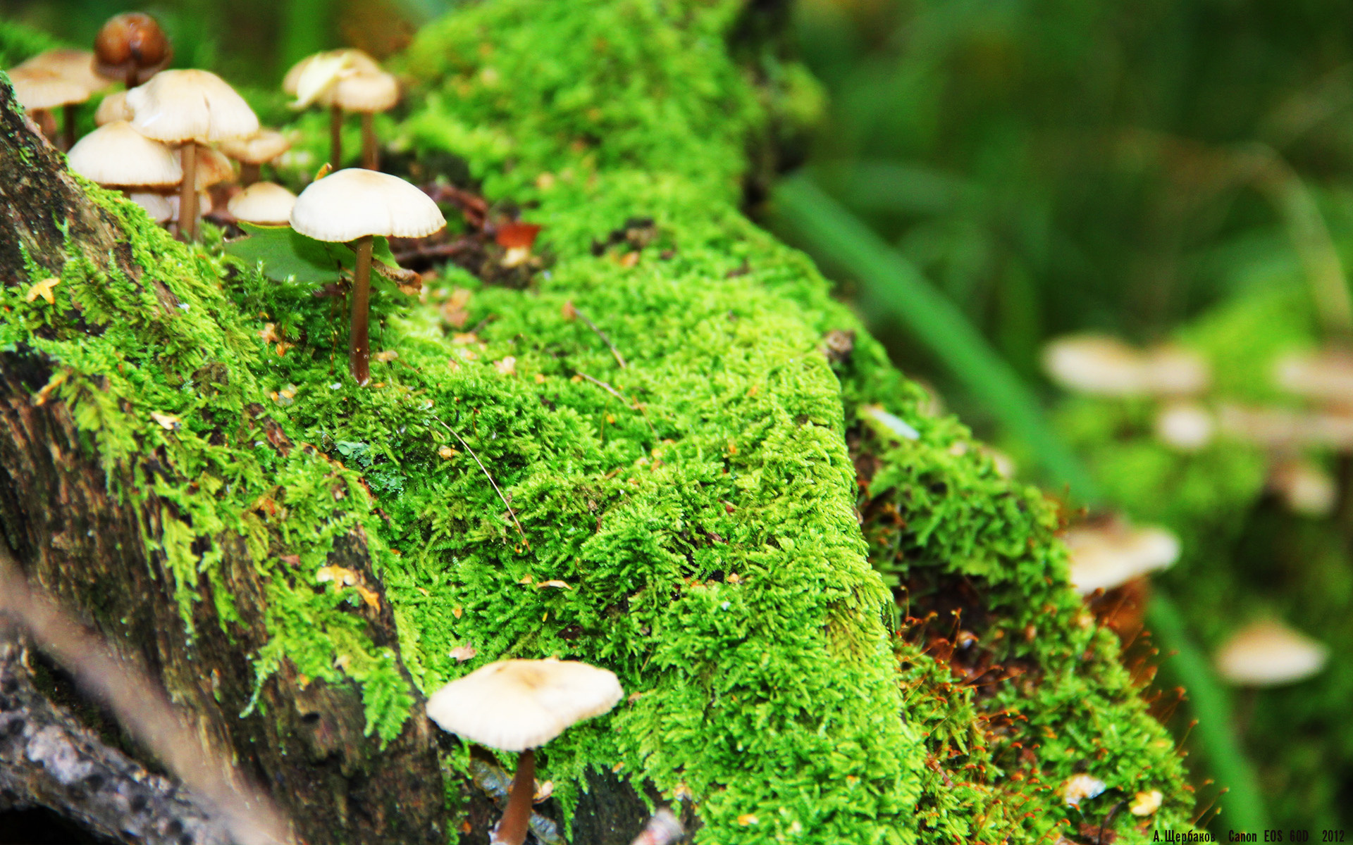 开云·Kaiyun网页版-乌拉圭女篮在南美锦标赛中表现优异，体育舞台再攀新高峰，乌拉圭美女球迷