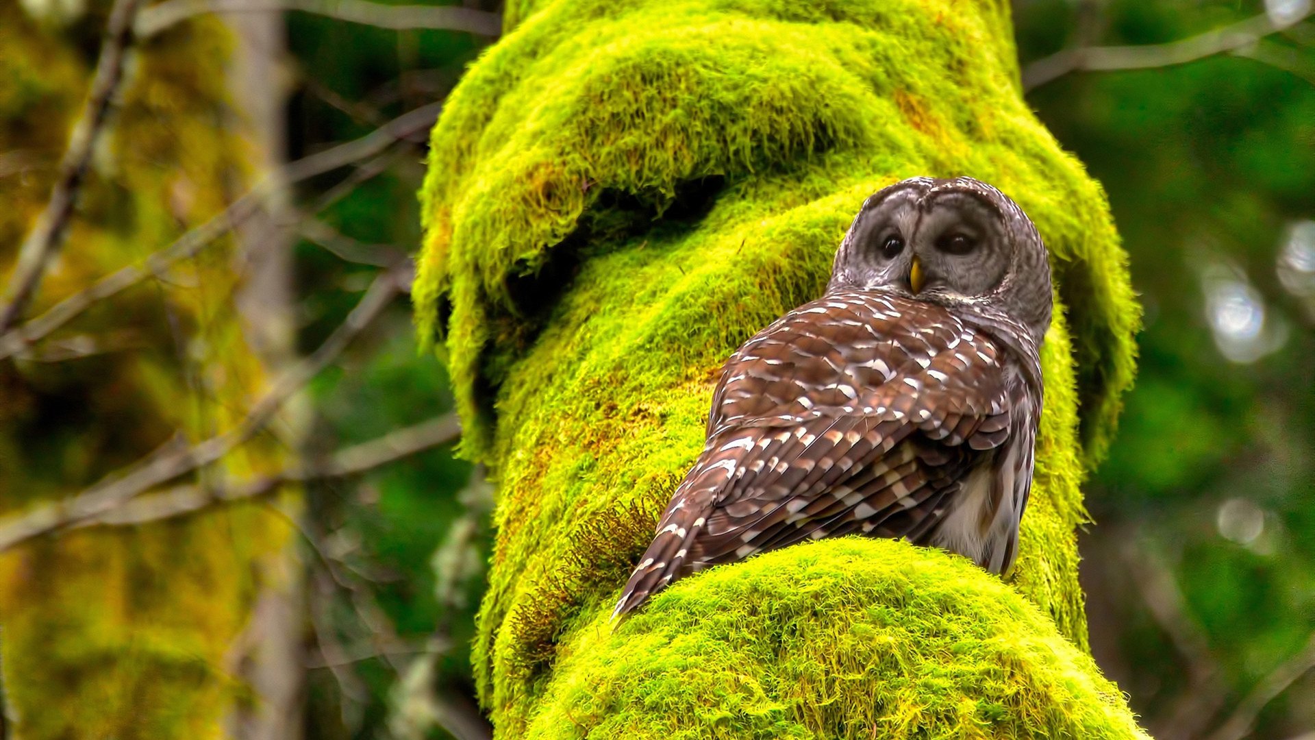 开云网页版-女子联赛增加替补出场时间为新人提供更多表现机会，女子替补夺冠