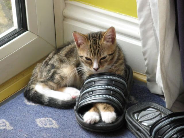 澳洲队用速度和团队精神征服赛场，澳洲国家队