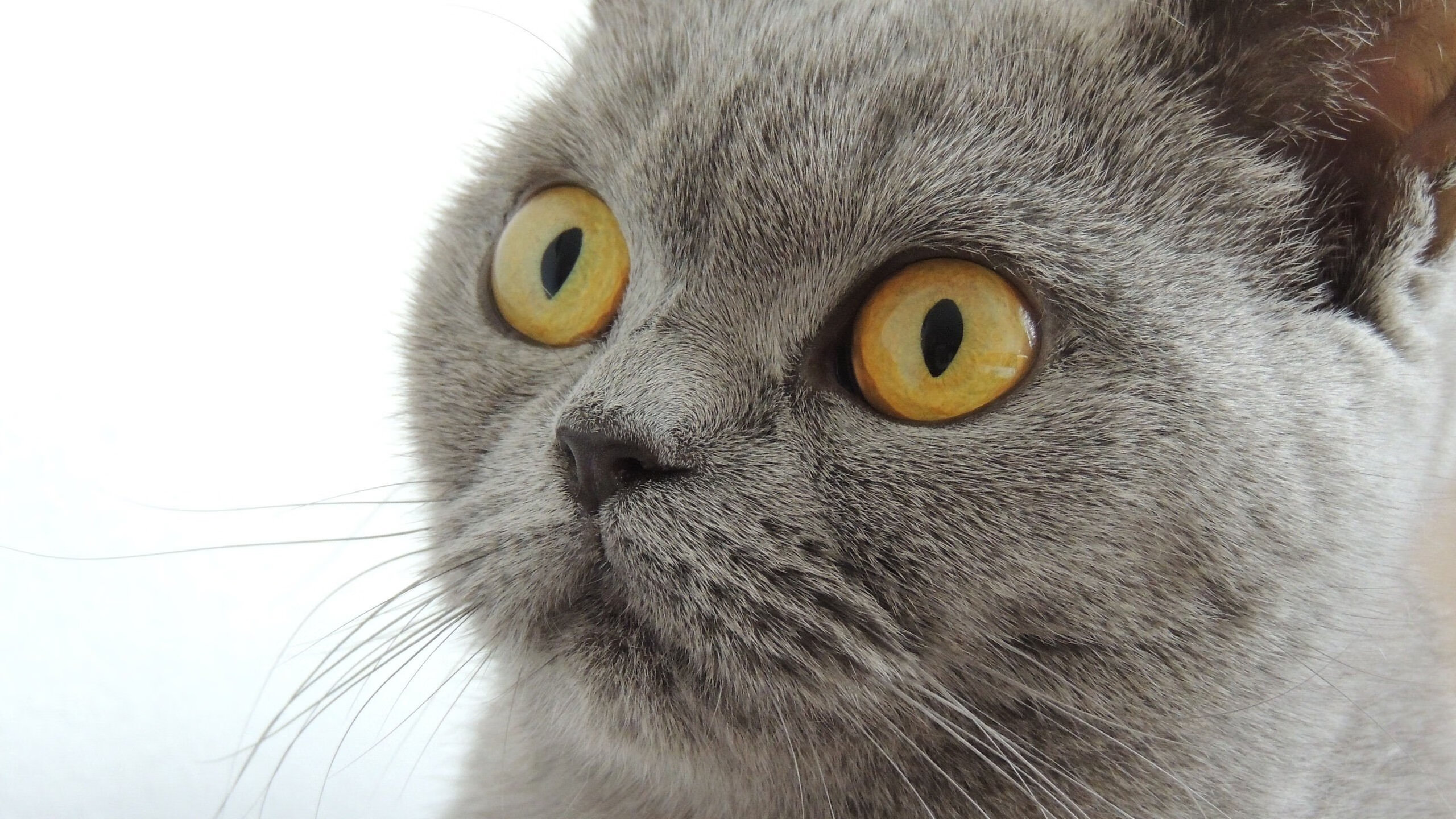 简：全黑队的“速度狂人”，突破防线如同闪电