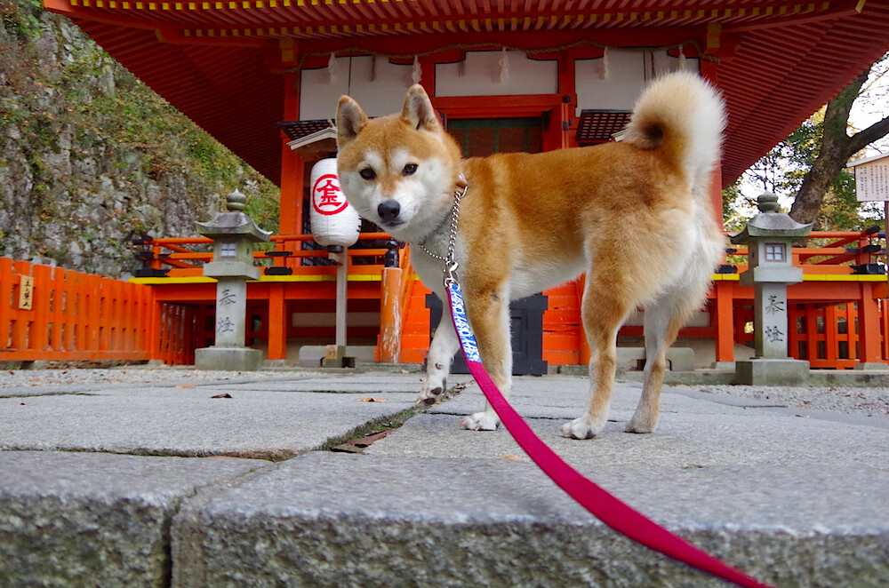 美洲杯激情激战：攻防中创意无限，美洲杯完整视频