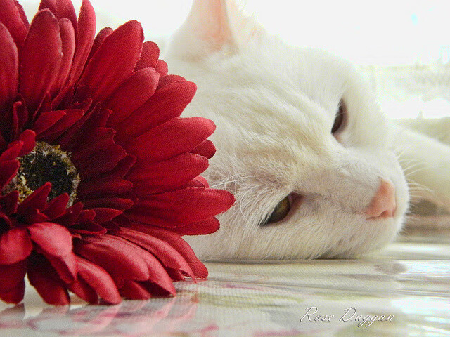 青少年篮球精英营引入多语种教练提升语言适应力，青少年篮球训练营的简介